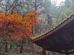 -铁山坪森林公园