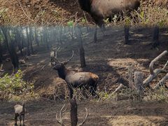 -沈阳森林动物园