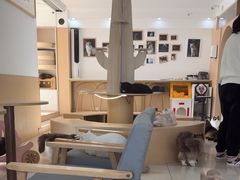 -鼓捣猫呢主题猫咖店