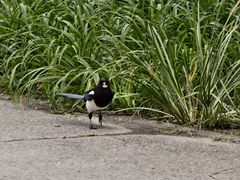 -开元食府(长兴路店)