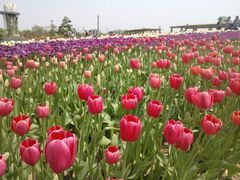 花海-石家庄市植物园