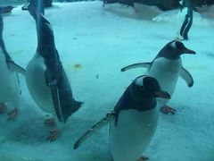 -凯莉-塔尔敦海洋生物水族馆