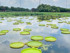 -荷塘月色湿地公园·向阳花洲