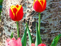 -北京植物园-展览温室
