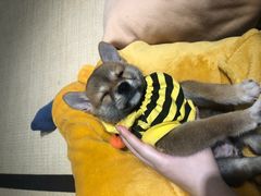 -逗柴咖啡屋·狗咖猫咖宠物桌游