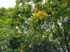 -深圳湾公园(南山区)