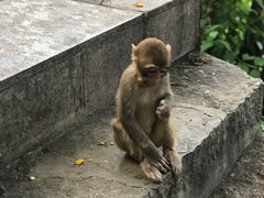 -黔灵山公园