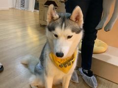 -Husky Go! 哈士奇体验馆·宠物咖啡厅狗咖