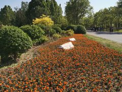 -武清南湖绿博园