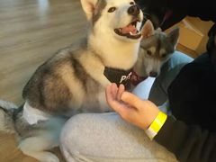 -Husky Go! 哈士奇体验馆·宠物咖啡厅狗咖