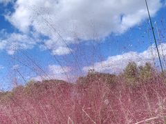 -上海吴淞炮台湾国家湿地公园