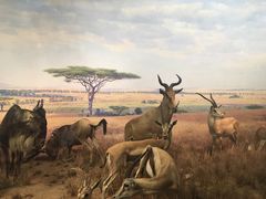 -美国自然历史博物馆