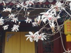 -大觉寺-停车场