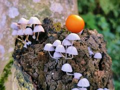 -梧桐山风景名胜区