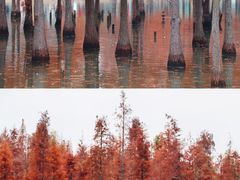 -白鹭湾湿地公园