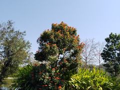 -中国科学院西双版纳热带植物园