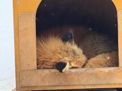 -宫城藏王狐狸村