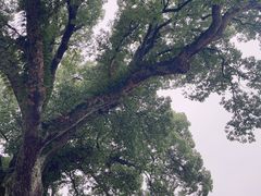 -古堰画乡景区