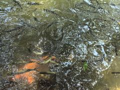 -西湖外事游船(花港观鱼码头)