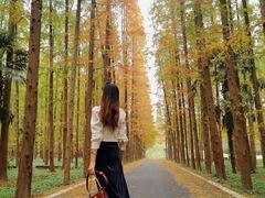 -东平国家森林公园