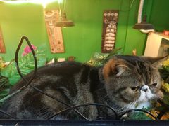 -李小姐の猫咖啡馆(五角场店)