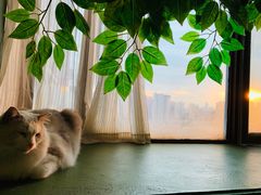 -猫猫幼稚园·撸猫·桌游·电玩