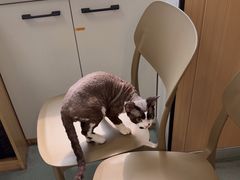 -瑞派·关忠动物医院·猫专科·犬专科(三环新城店)