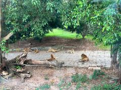 -深圳野生动物园