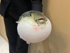 -鲐赏河豚(长寿店)