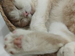 -安格丽娜·狗咖·猫咖羊驼咖(春熙路百盛商场店)