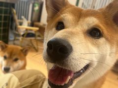 -是阿柴呀！柴犬咖啡·爱喵喵猫咖