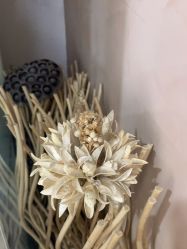 -熙朵美学植发·连锁品牌