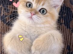 -lincat·猫舍(广州店)