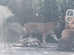 -上海野生动物园老虎餐厅