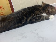 -中农大我爱我爱24h动物医院·中医针灸·猫专科·骨科医疗中心(双井店)