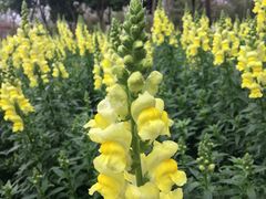 -天适樱花悠乐园