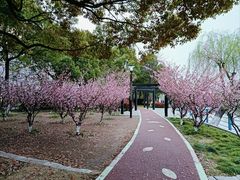 -高东镇樱花园