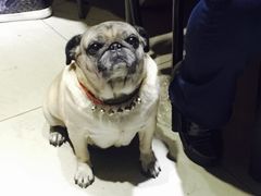 -牛叔鲜羊肉铜火锅(远东小区店)