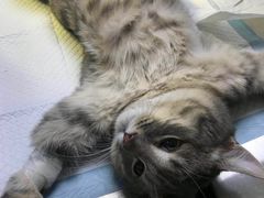 -芭比堂宠物医院·全科爱猫医院·仁德分院