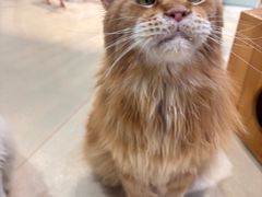 -藏猫猫咖啡主题馆(中央大道店)