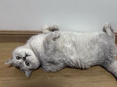 -御宝贝·A梦猫科宠物医院(国际猫友好医院)