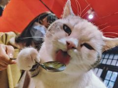 -猫色咖啡·猫咖