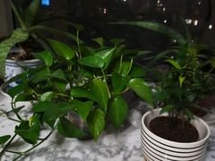 -刘胖娃鱼庄·特色肥肠鱼(杨家坪店)