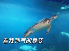 -广东惠东海龟国家级自然保护区