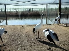 -盐城丹顶鹤湿地生态旅游区