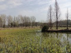 -昆山城市生态森林公园