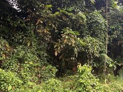 -武吉知马自然保护区