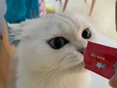 -喵宠乐园·撸猫互动·猫舍