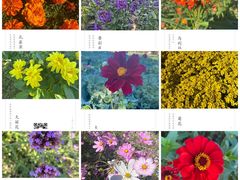 -北京国际鲜花港