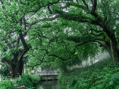 -古堰画乡景区